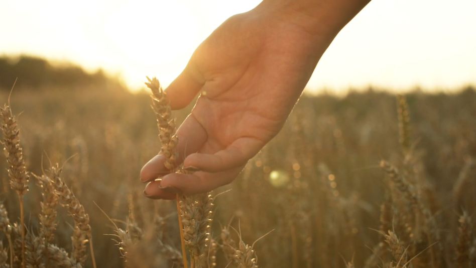 Wheat Stalk and Hand